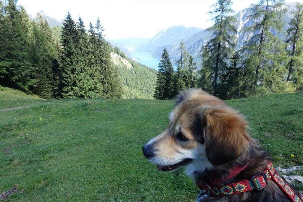 Urlaub mit Hund im &quot;Gasthof St. Hubertus&quot; in Pertisau MeineEifel