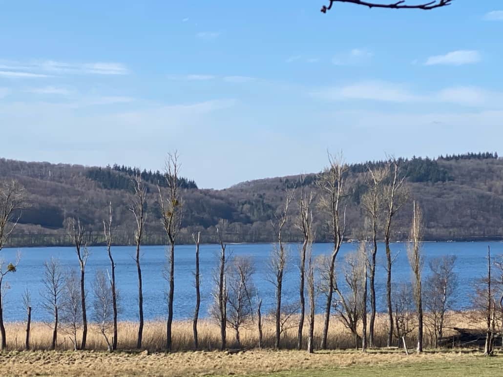 Osteifel-Highlight: Wandern um den Laacher See, Baumreihe