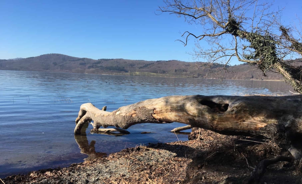 Osteifel Highlight - Wanderung um den Laacher See, Baumstamm im Wasser