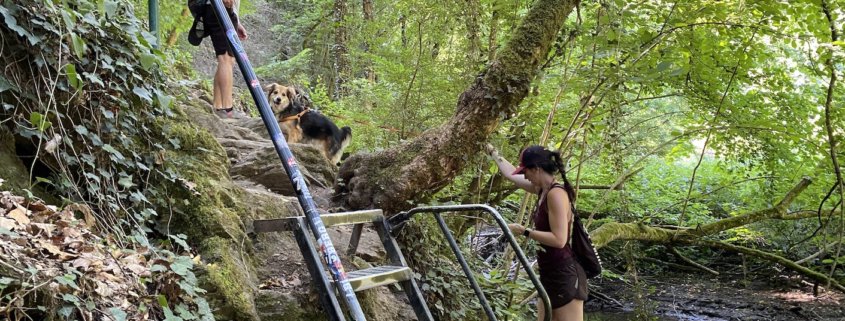 Ehrbachklamm mit Hund